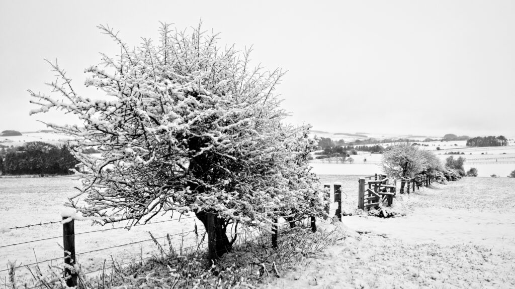 a m snow on the fenceline 74